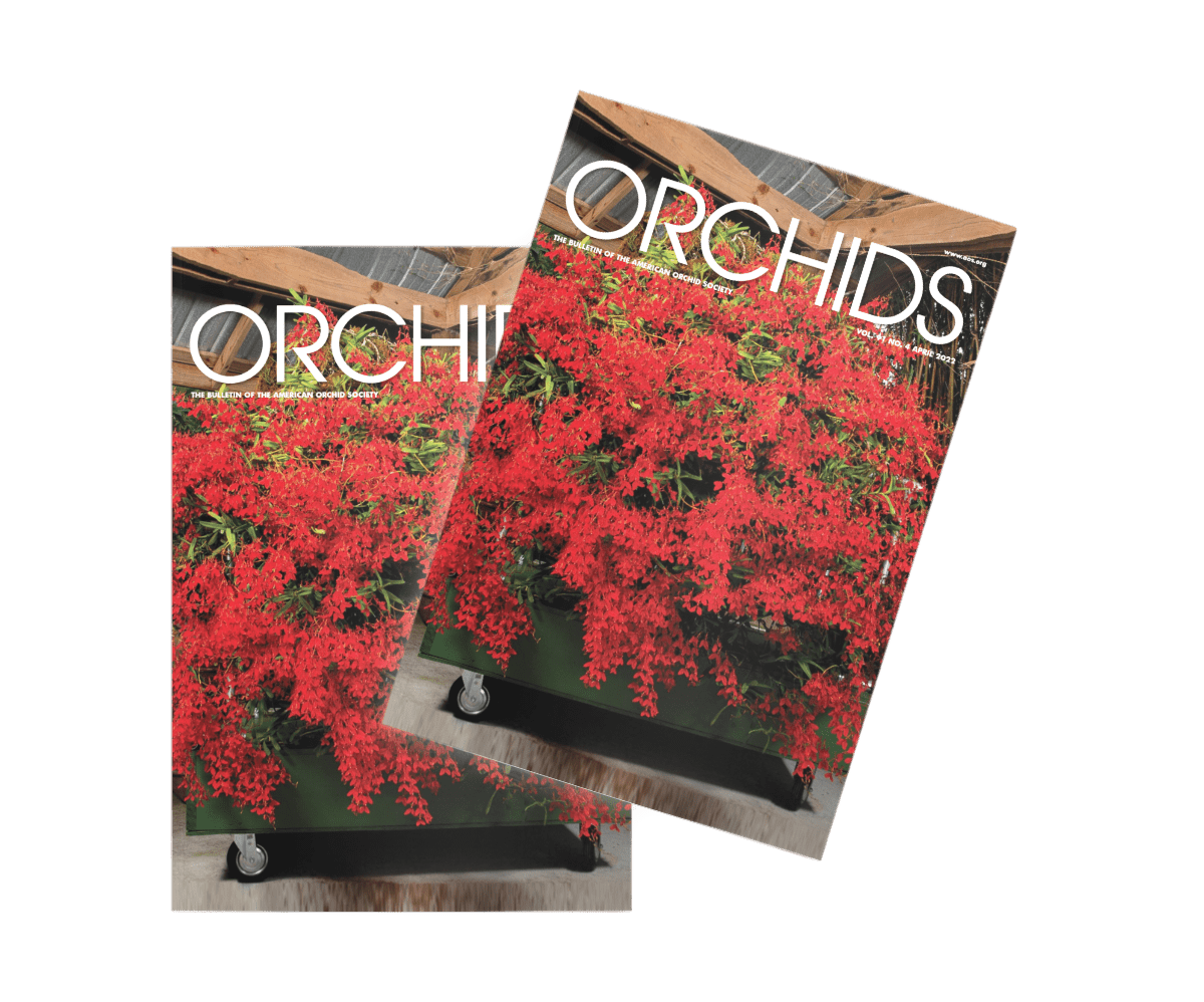 free-orchids-magazine-issue-download-american-orchid-society